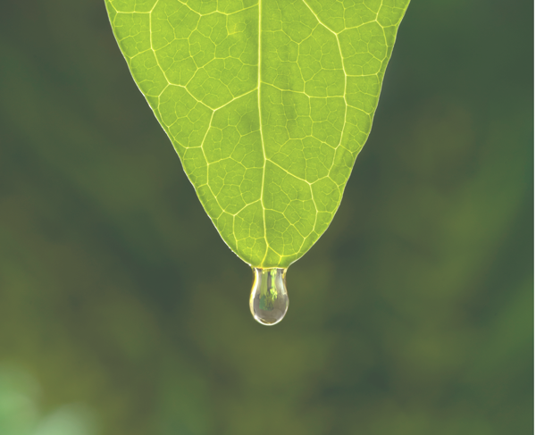 Leaf-and-Drop2